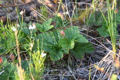 Rubus chamaemorus