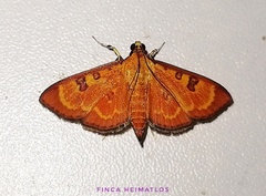 Prenesta scyllalis