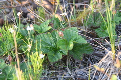 Rubus chamaemorus