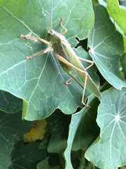 Tettigonia viridissima