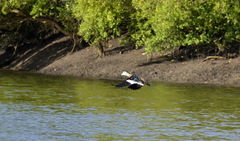 Nettapus auritus