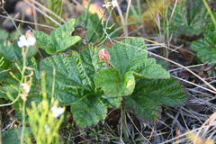 Rubus chamaemorus