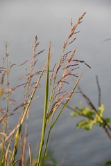 Arctagrostis arundinacea