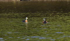 Nettapus auritus