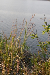 Arctagrostis arundinacea