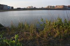 Arctagrostis arundinacea