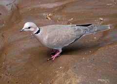 Streptopelia vinacea