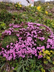 Silene acaulis exscapa