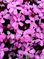 Silene acaulis exscapa