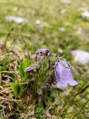 Campanula alpina