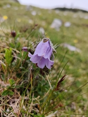 Campanula alpina