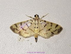 Dichocrocis sabatalis