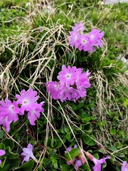 Primula clusiana