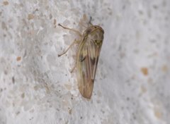 Agallia albidula