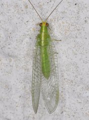 Chrysopodes collaris