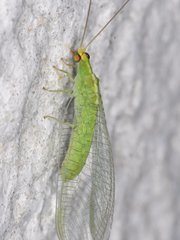 Chrysopodes collaris