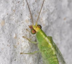 Chrysopodes collaris