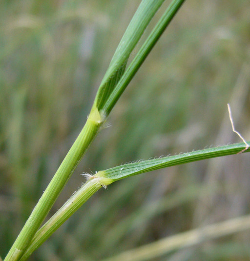 purple needlegrass (Flora of the Jenner Headlands Preserve: Monocots ...