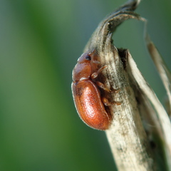 Coccidula rufa
