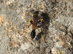 Sceliphron destillatorium