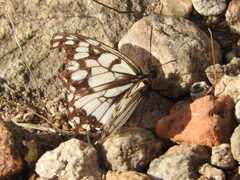 Melanargia ines