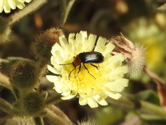 Heliotaurus ruficollis