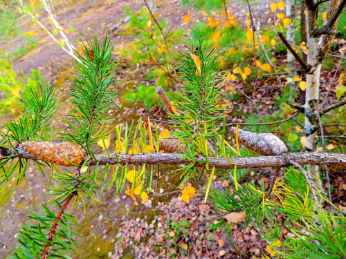 Pinus banksiana, photographed by an iNaturalist contributor