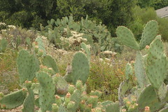 Campylorhynchus brunneicapillus sandiegensis