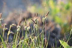 Carex nigra juncea