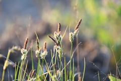 Carex nigra juncea