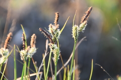 Carex nigra juncea