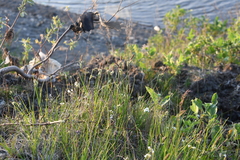 Carex nigra juncea