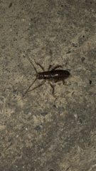 Cyphoderris