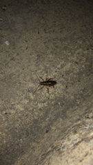 Cyphoderris