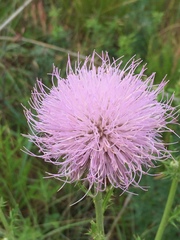 Cirsium texanum