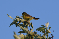 Motacilla tschutschensis