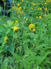 Hieracium laevigatum