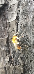 Criorhina floccosa