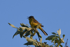 Motacilla tschutschensis