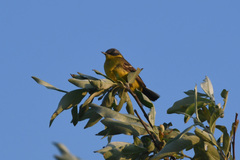 Motacilla tschutschensis