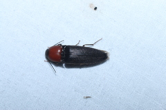 Ampedus rubricollis