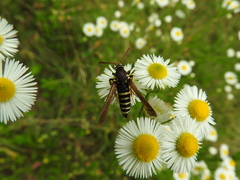 Paranthrene tabaniformis