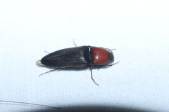 Ampedus rubricollis