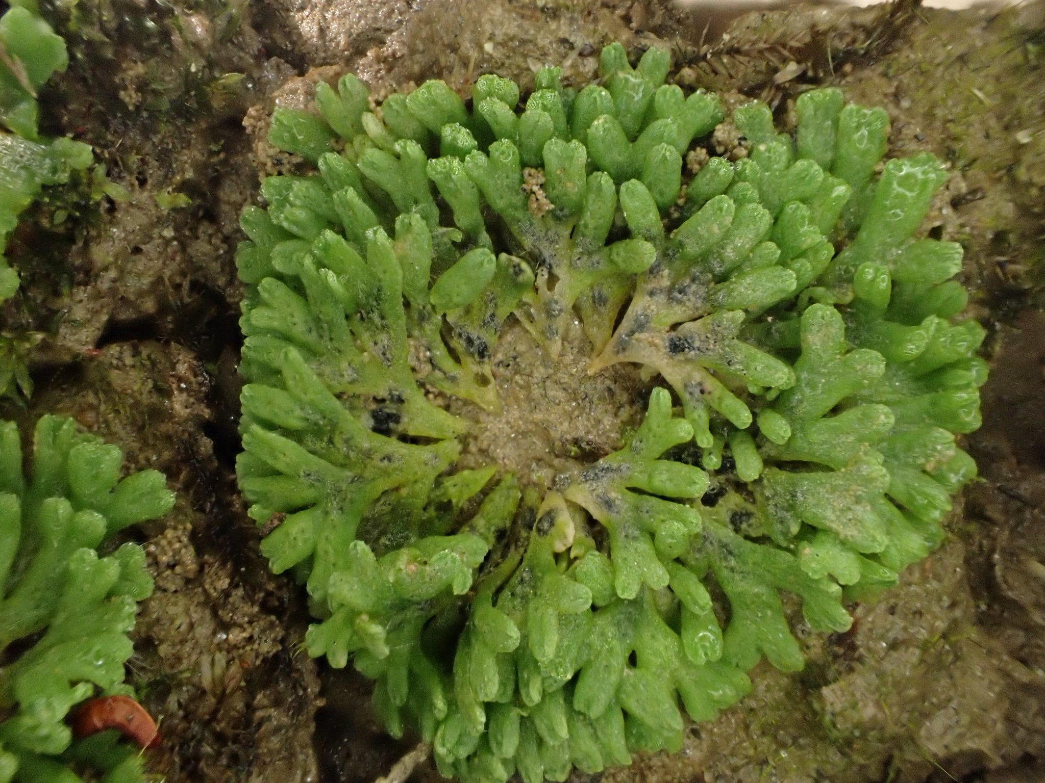 Riccia warnstorfii