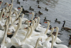 Cygnus olor