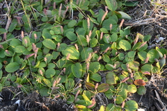 Salix reticulata