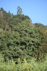 Pinus veitchii