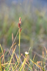 Carex bigelowii arctisibirica