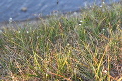 Carex bigelowii arctisibirica