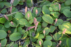 Salix reticulata